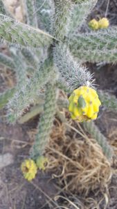 Cactus Cholla, près de Portal, Arizona