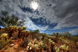 Cactus Cholla sur la boucle dans le désert du Arizona-Sonora Desert Museum. Photo : Jay Pierstorff. 