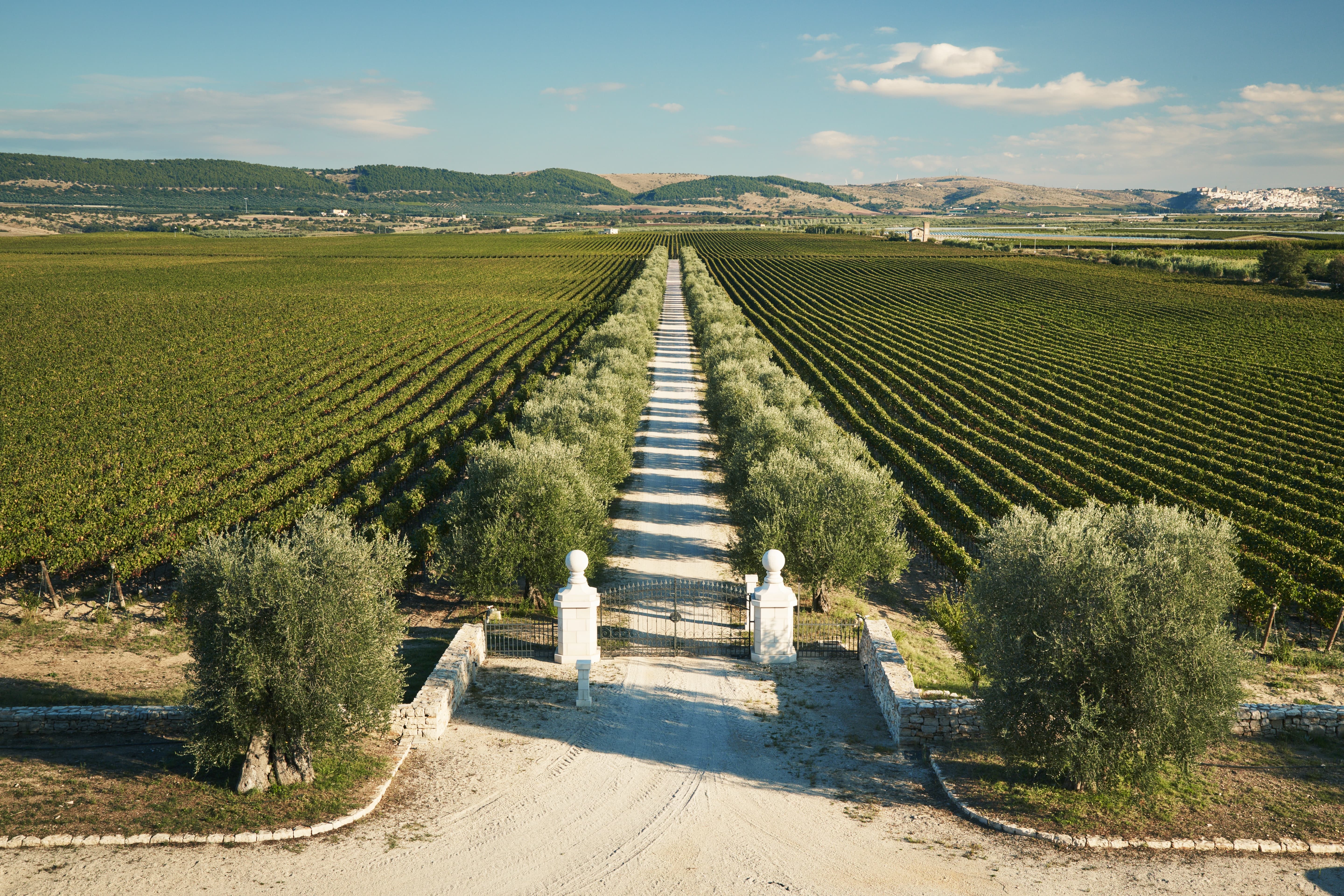 Chardonnay Puglia IGT Tormaresca Antinori