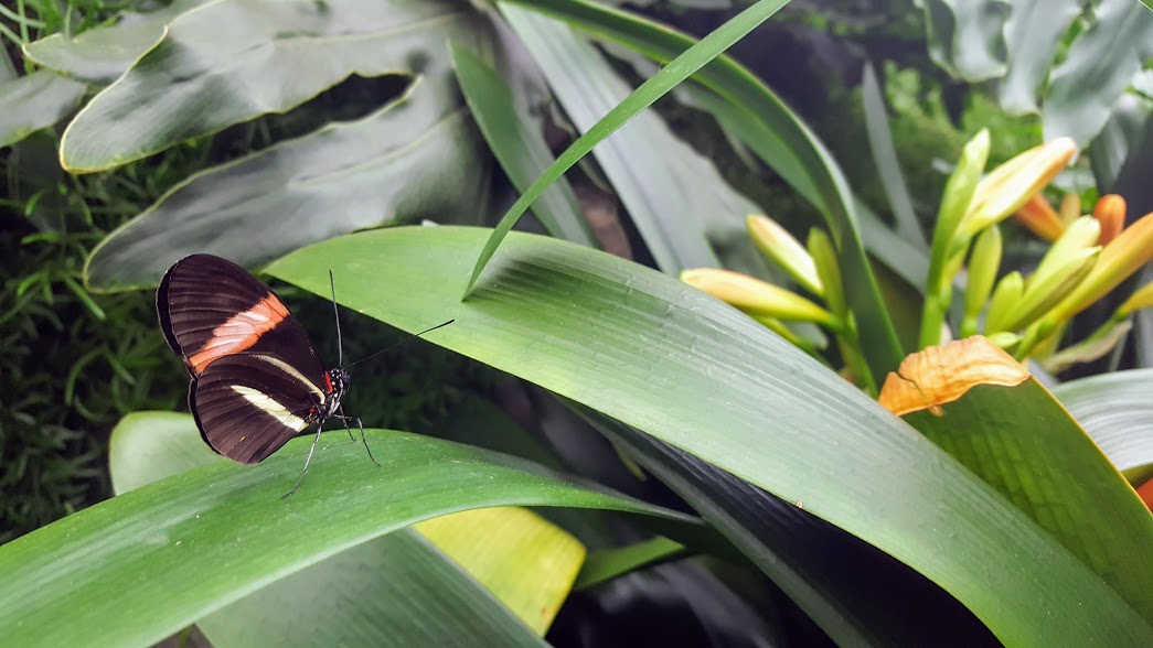 Papillons en liberté au Jardin botanique de Montréal