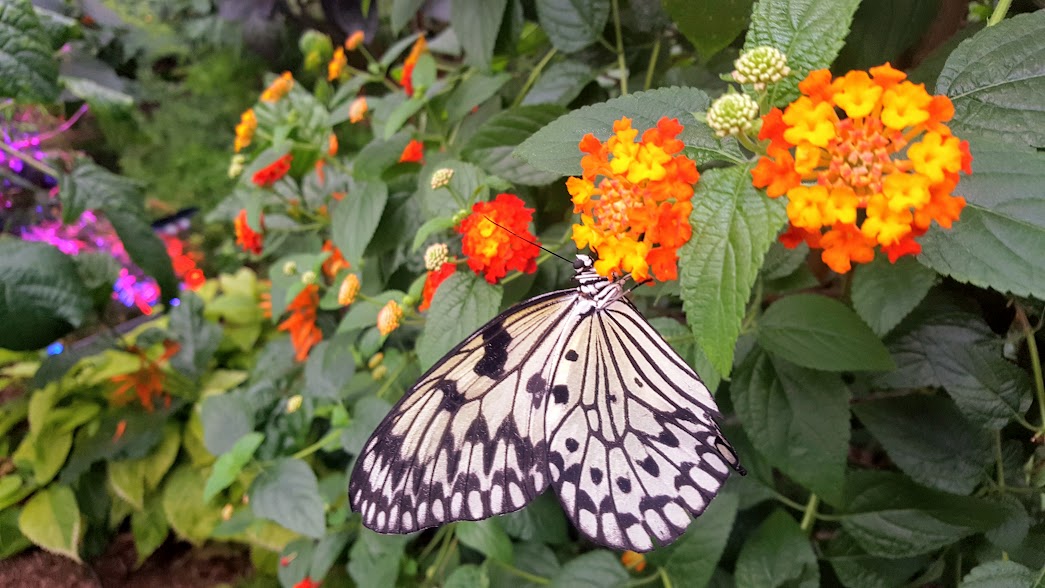 Papillons en liberté au Jardin botanique de Montréal