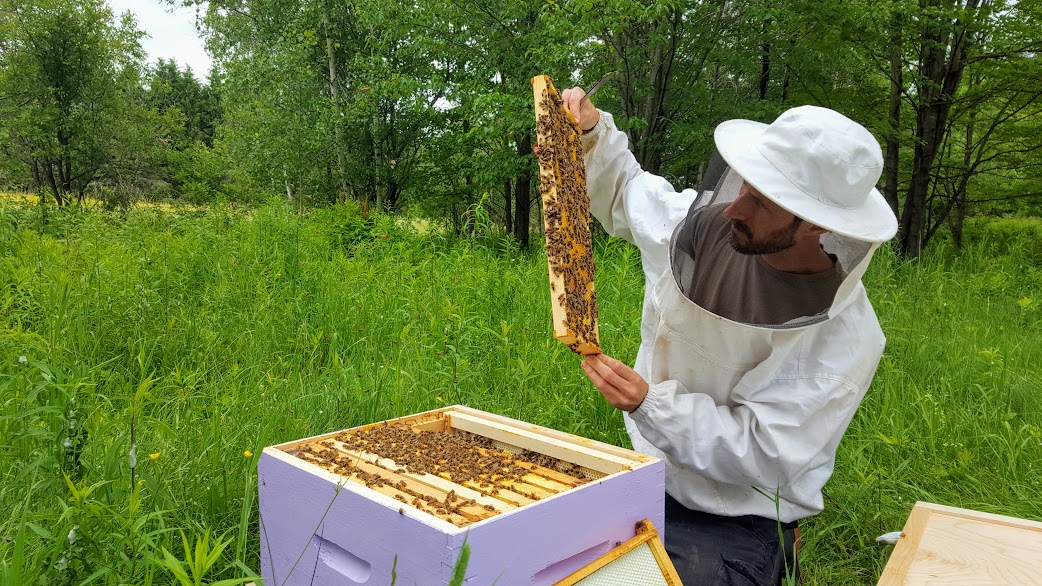Apiculture, miel, Tingwick, miel de la communauté, abeilles 