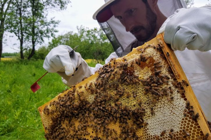 Apiculture, miel, Tingwick, miel de la communauté, abeilles