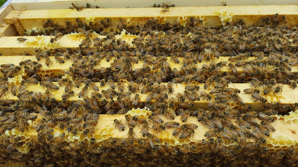 Abeilles, apiculture, Tingwick, néoterroir
