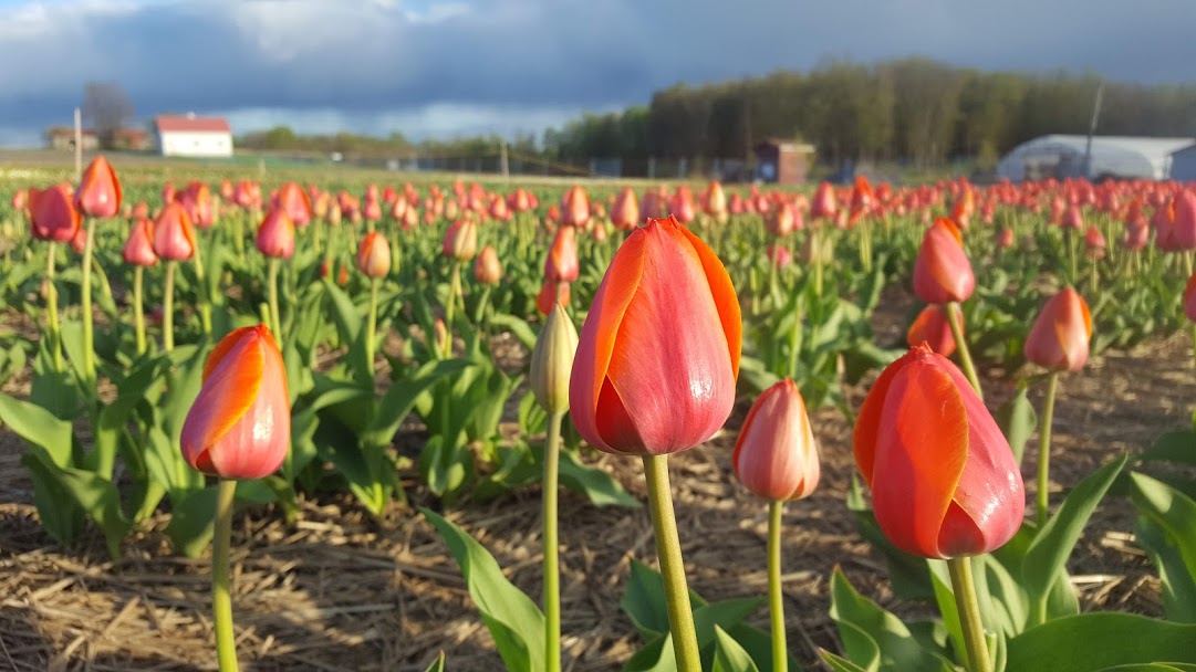 Quoi faire à Laval - Festival des tulipes