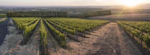 Vins Washington State Wine