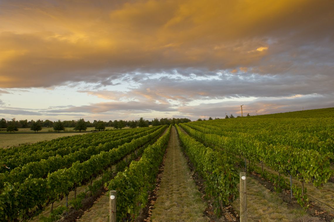 Vins Washington State Wines